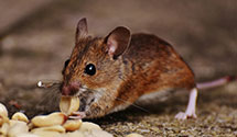24 Hour & Emergency Exterminators in Orangeville, PA